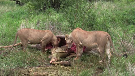 Wide-shot-of-two-lionesses-feeding-on-a-giraffe's-carcass,-Kruger-National-Park