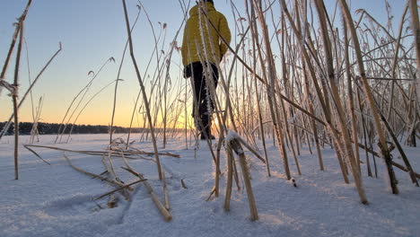 Man-Walking-through-Frozen-sea-Reed-On-Arctic-beach-at-winter-sunrise,-low-angle