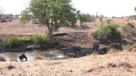 Wide-shot-of-elephants-and-buffaloes-sharing-the-same-waterhole-in-Kruger-National-Park