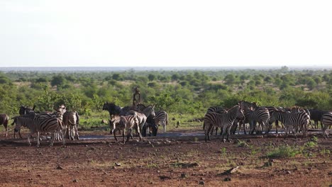 Wide-shot-of-Plains-zebras-and-blue-wildebeest-gathering-at-a-waterhole-in-Kruger-National-Park