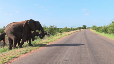 Wide-shot-of-a-herd-of-elephants-crossing-the-tar-road-in-Kruger-National-Park