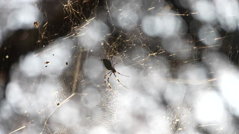 Joro-spider-quietly-waiting-in-it's-web-for-his-next-prey---Close-up
