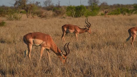 Wide-shot-of-three-impala-males-crossing-through-the-frame-whilst-feeding,-Kruger-National-Park