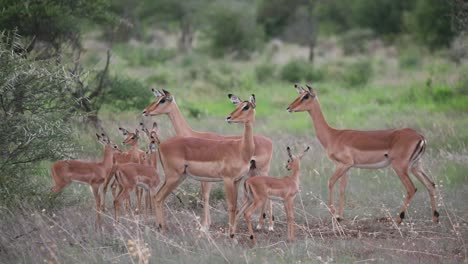 Wide-shot-of-a-group-of-Impala-females-and-their-babies-standing-together-while-being-very-alert,-Kruger-National-Park