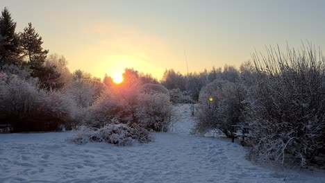 Flock-of-Small-birds-fly-in-cold-winter-snow-garden,-golden-morning-sunrise
