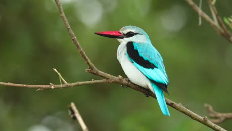 Close-full-body-shot-of-a-Woodland-Kingfisher-perched-on-a-branch-with-green-blurred-background,-Kruger-National-Park