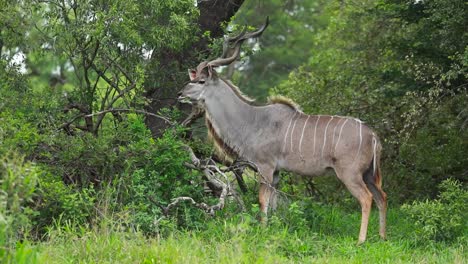 Wide-shot-of-a-kudu-bull-feeding-on-some-green-leaves-on-a-summer-day-in-Kruger-National-Park