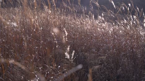 Close-up-of-beautiful-Winter-Grass-slowly-blowing-in-the-wind