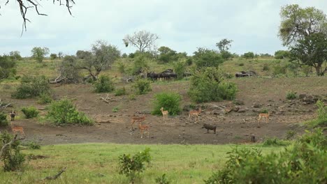A-scenic-wide-shot-of-impalas,-warthogs-and-blue-wildebeests-standing-together-in-the-landscape-of-Kruger-National-Park