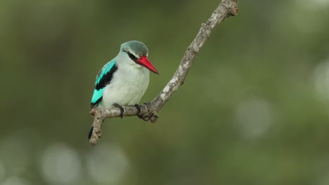Full-body-shot-of-a-Woodland-Kingfisher-balancing-on-a-branch-on-a-windy-day-with-green-blurred-background,-Kruger-National-Park