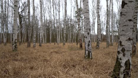 birch-grove-with-long-yellow-grass-on-the-ground-on-a-cloudy-day,-wide-shot,-dolly-in