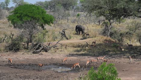 Wide-shot-of-a-herd-of-impalas-drinking-at-a-waterhole-in-Kruger-National-Park-with-an-elephant-feeding-in-the-background
