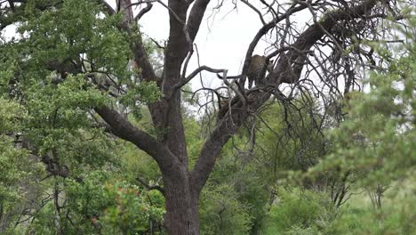 Wide-shot-of-a-leopard-standing-up-in-a-tree-over-its-prey-before-climbing-higher-and-leaving-the-frame,-Kruger-National-Park