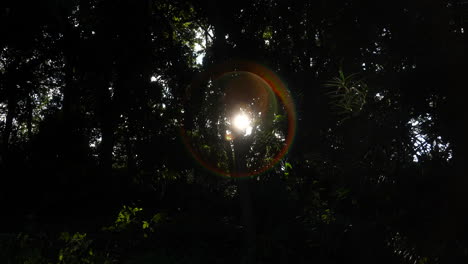 View-Of-The-Sun-Flares-Passing-Through-The-Foliage---Medium-Shot