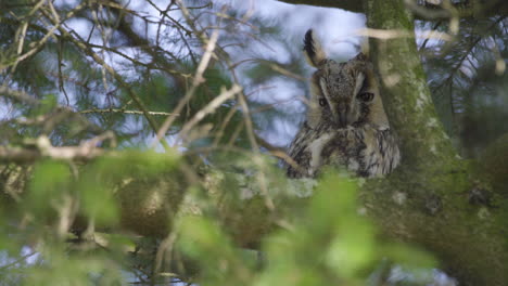 Adorable-Long-eared-Owl-roosting-in-dense-foliage-while-maintaining-eye-contact-with-viewer,-close-up-static-shot