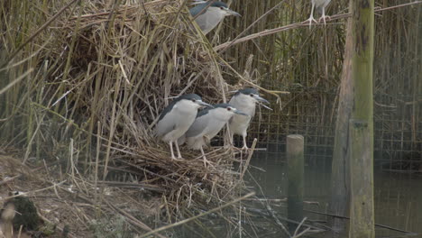 Black-crowned-night-heron--sitting-on-reed-near-pond