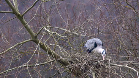 Beautiful-Grey-heron-engaging-in-nest-building-activities-before-sitting-down-on-messy-twig-platform