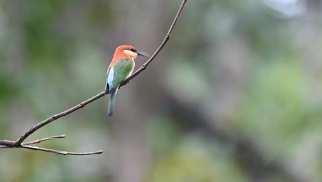 Chestnut-headed-Bee-eater,-Merops-leschenaulti,-4K-Footage,-Kaeng-Krachan-National-Park,-Thailand