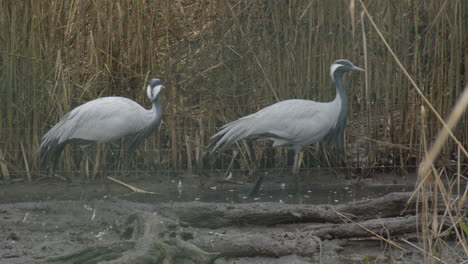 close-shot-of-two-common-crane-birds-walking-around