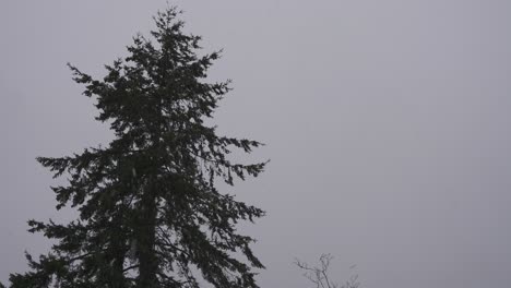 Videoaufnahmen-Aus-Einem-Niedrigen-Winkel-Eines-Immergrünen-Baums-Während-Eines-Leichten-Schneefalls-In-Kanada
