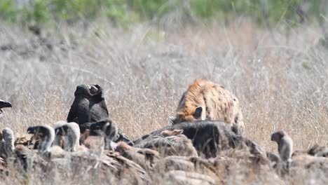 Wide-shot-of-a-spotted-hyena,-black-backed-jackals-and-vultures-sharing-the-left-overs-of-a-buffalo-kill-in-Kruger-National-Park