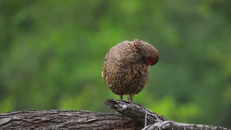 A-wide-shot-of-a-Swainson's-Spurfowl-preening-while-standing-on-a-branch-with-blurred-green-background,-Kruger-National-Park