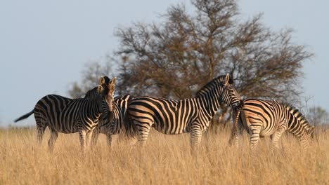Wide-shot-of-four-Plains-zebras-standing-close-together-in-the-dry,-yellow-grass-in-Kruger-National-Park