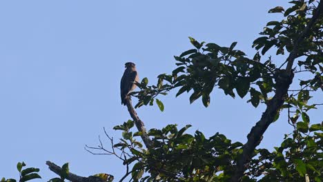 Crested-Serpent-Eagle,-Spilornis-cheela,-4K-Footage,-Kaeng-Krachan-National-Park,-Thailand