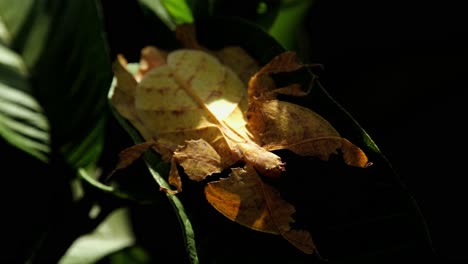Javanesisches-Blattinsekt,-Phyllium-Pulchrifolium,-Weibliche-Gelbe-Form,-4k-Aufnahmen