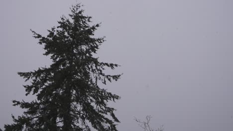 Low-angle-footage-of-an-evergreen-during-a-light-snowfall-in-Canada-during-winter
