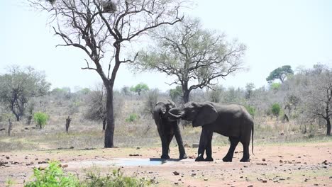 Wide-shot-of-two-elephants-drinking-at-a-waterhole-during-the-dry-season-in-Kruger-National-Park