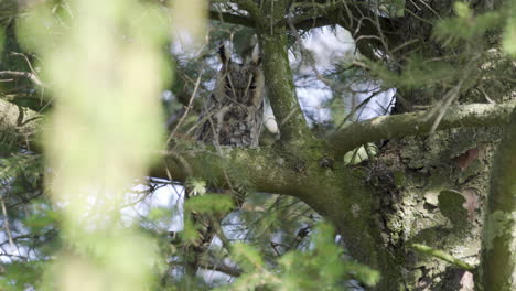 Secretive-adult-Long-eared-Owl-sitting-stiffly-in-natural-environment,-static-long-shot