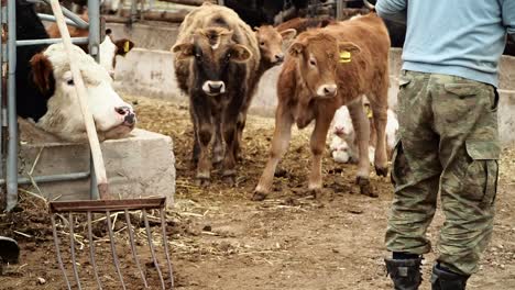 Farmer-Opens-Fence-Gate-to-make-Calves-Free