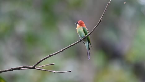 Chestnut-headed-Bee-eater,-Merops-leschenaulti,-4K-Footage,-Kaeng-Krachan-National-Park,-Thailand