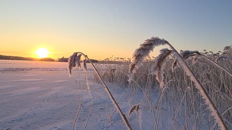 Glowing-winter-sun-lighting-up-lake-and-frozen-reeds