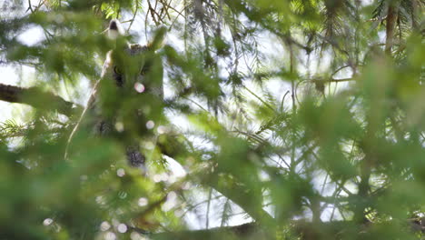 Well-hidden-Northern-Long-eared-Owl-cautiously-staring-through-leaves-with-bright-yellowish-eyes
