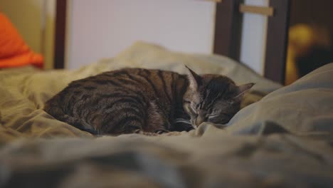 Beautiful-Tabby-Cat-Sleeping-In-The-House