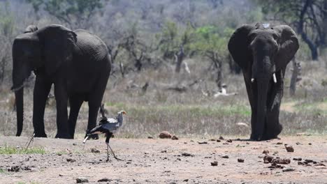 Wide-shot-of-a-secretary-bird-standing-in-the-foreground-with-two-elephants-approaching-in-the-background,-Kruger-National-Park