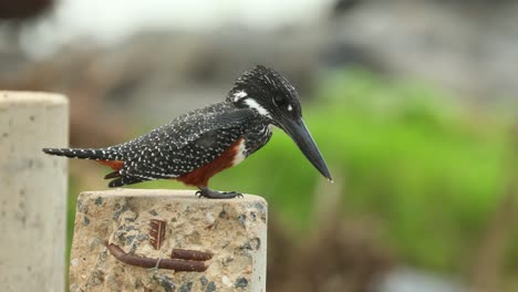 A-close-full-body-shot-of-a-giant-kingfisher-perched-while-looking-for-food,-Kruger-National-Park