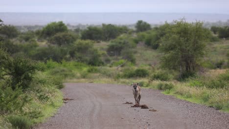 Wide-shot-of-a-single-spotted-hyena-walking-down-the-dirt-road-towards-the-camera-in-Kruger-National-Park