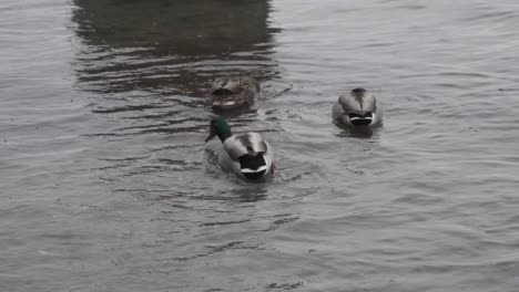 Slow-motion-footage-of-mallard-ducks-swimming-in-the-ocean-and-feeding-on-algae-during-winter-in-Canada