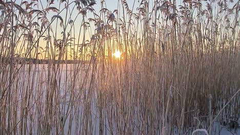 POV-shot-as-person-walks-through-icy-reeds-by-frozen-lake-at-sunset