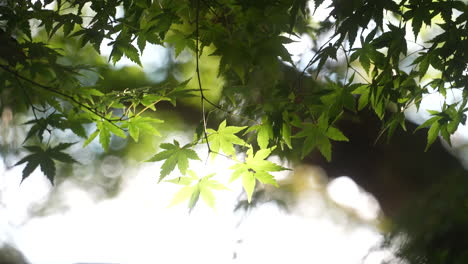 Japanische-Ahornblätter,-Die-An-Einem-Sonnigen-Tag-Im-Park-Mit-Bokeh-hintergrund-Im-Wind-Schwanken