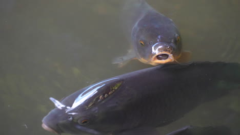 Two-Black-Koi-Fish-Swimming-Near-The-Surface-Of-The-Water-In-A-Pond---Closeup-Shot