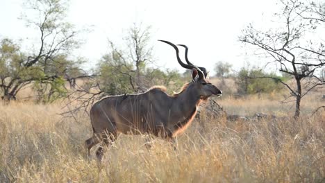 Una-Toma-Amplia-De-Un-Toro-Kudu-Caminando-A-Través-Del-Marco-En-La-Pradera-Seca-Del-Parque-Nacional-Kruger