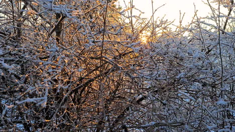Golden-winter-Sun-Beams-lighting-up-frozen-Snow-Covered-bush-branches,-slow-dolly-movement
