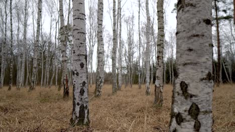 birch-grove-with-long-yellow-grass-on-the-ground-on-a-cloudy-day,-dolly-in