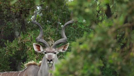 Rack-focus-from-green-leaves-to-a-male-kudu-standing-in-the-background,-Kruger-National-Park