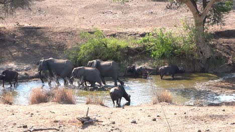 Wide-shot-of-a-herd-of-elephants-walking-through-a-waterhole-and-a-buffalo-getting-out-their-way,-Kruger-National-Park