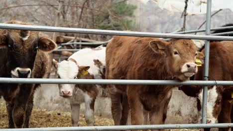 Cows-and-Calves-Standing-and-Chewing-the-Cud